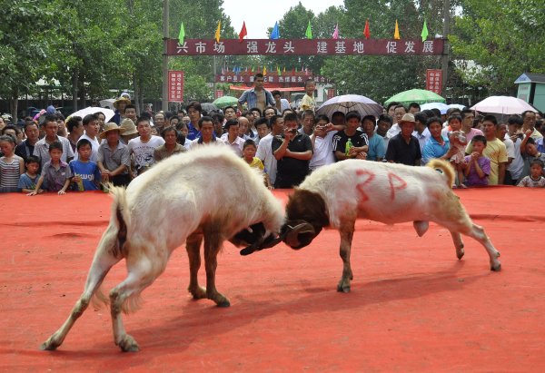牛来乐 安徽临泉“斗羊大赛”决赛明天举行_大皖新闻 | 安徽网